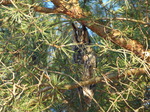 FZ011067 Long-eared owl (Asio otus) in tree.jpg